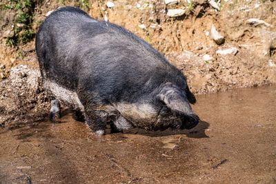 Big fat dirty pig in mud searching for food