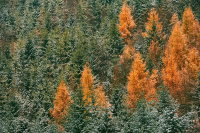 High angle view of tree in forest during autumn