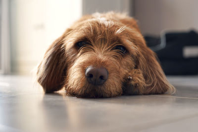 Close-up portrait of dog relaxing on floor