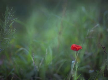 Close-up of poppy in grass