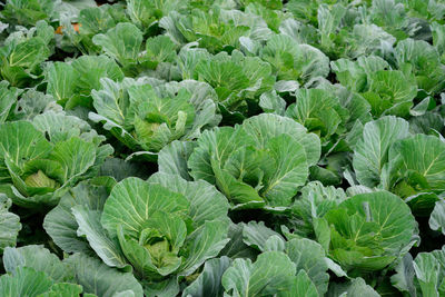 Full frame shot of cabbages growing at vegetable garden
