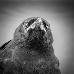 Close-up portrait of owl