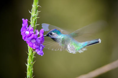 Close-up of hummingbird pollinating purple flowers