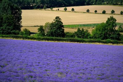 Scenic view of field