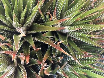 Close-up of wet plant