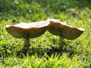 Close-up of mushroom on field