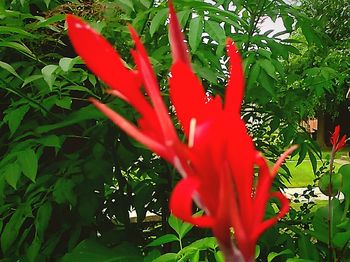 Close-up of red flower blooming outdoors