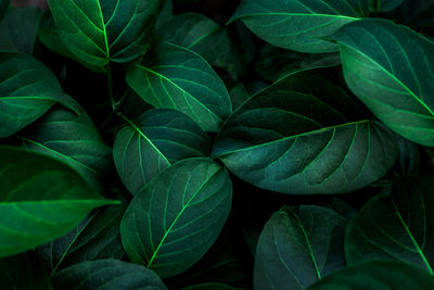 Full frame shot of green leaves