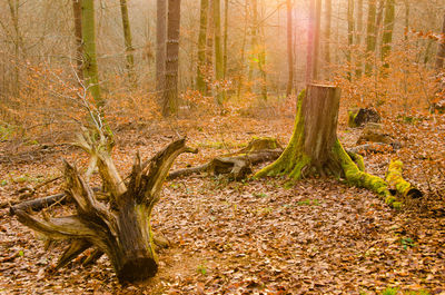 Trees in forest