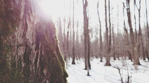 Trees on snow covered landscape