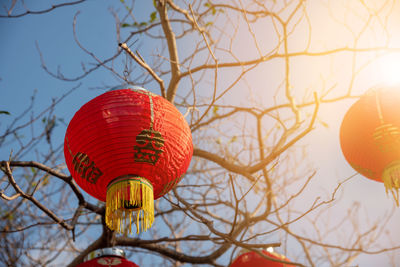 Low angle view of lanterns hanging on tree