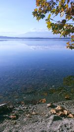 Reflection of trees in calm lake