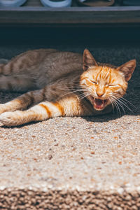 Portrait of cat lying down