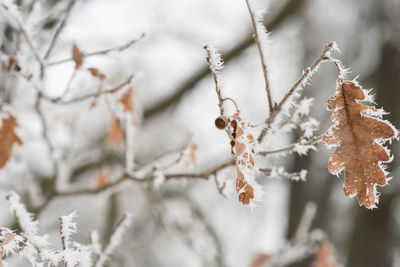 Close-up of frozen plant during winter