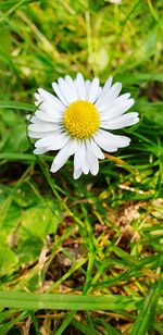 Close-up of white flower on field