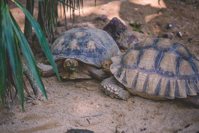 High angle view of a turtle