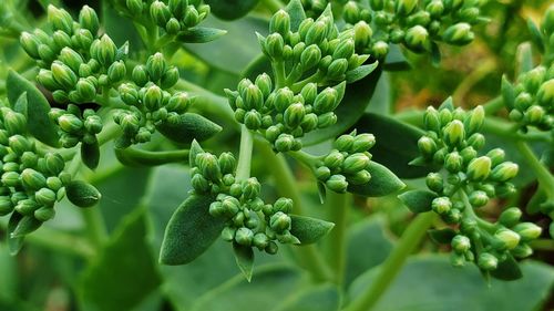 Close-up of fresh green plants