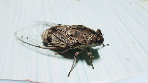 High angle view of fly on table