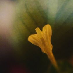 Close-up of yellow rose flower