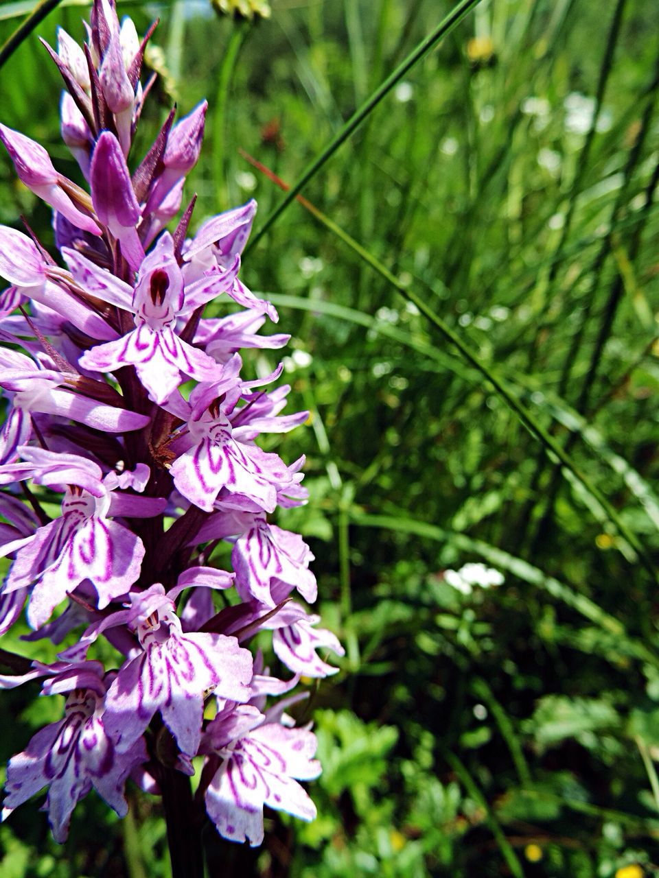 flower, freshness, growth, fragility, beauty in nature, petal, close-up, nature, purple, focus on foreground, plant, blooming, flower head, selective focus, in bloom, outdoors, park - man made space, day, no people, springtime