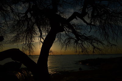 Silhouette tree at beach during sunset