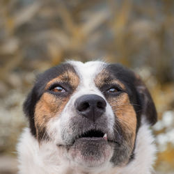 Close-up portrait of dog