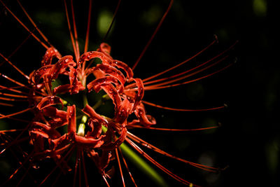 Close-up of red flower