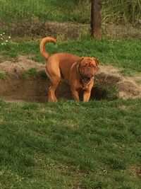 Dog on grassy field