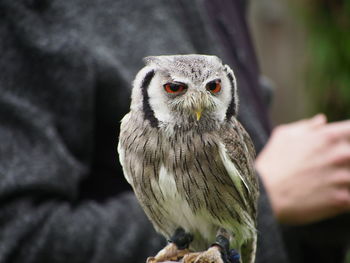 Close-up of bird