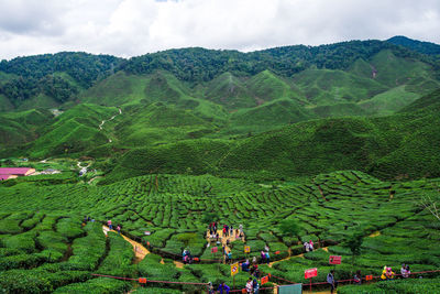 View of green tea plantation, cameron highlands farm during the weather after rain