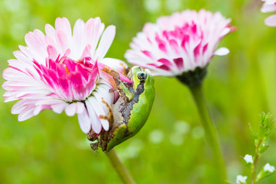 Close-up of pink pollinating flower