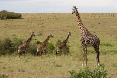 Giraffe standing on field against sky