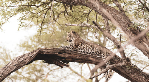 Low angle view of cat on tree