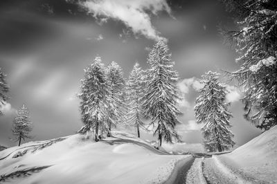 Snow covered trees against sky