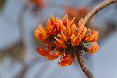 Close-up of orange flower