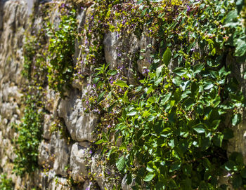 Close-up of fresh green plants