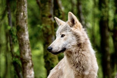Close-up of timber wolf with forest backdrop