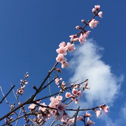 Low angle view of magnolia blossoms in spring