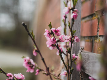 Close-up of pink cherry blossoms