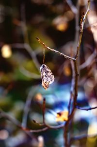 Close-up of butterfly on plant