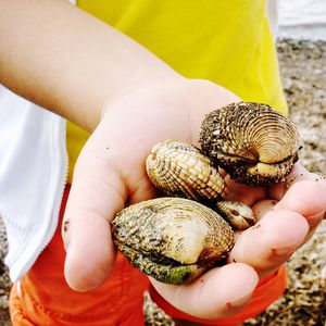 Close-up of person holding shell