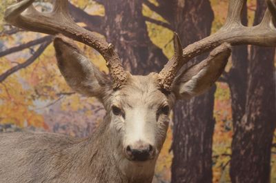 Portrait of deer in forest