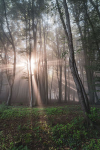 Sunlight streaming through trees in forest