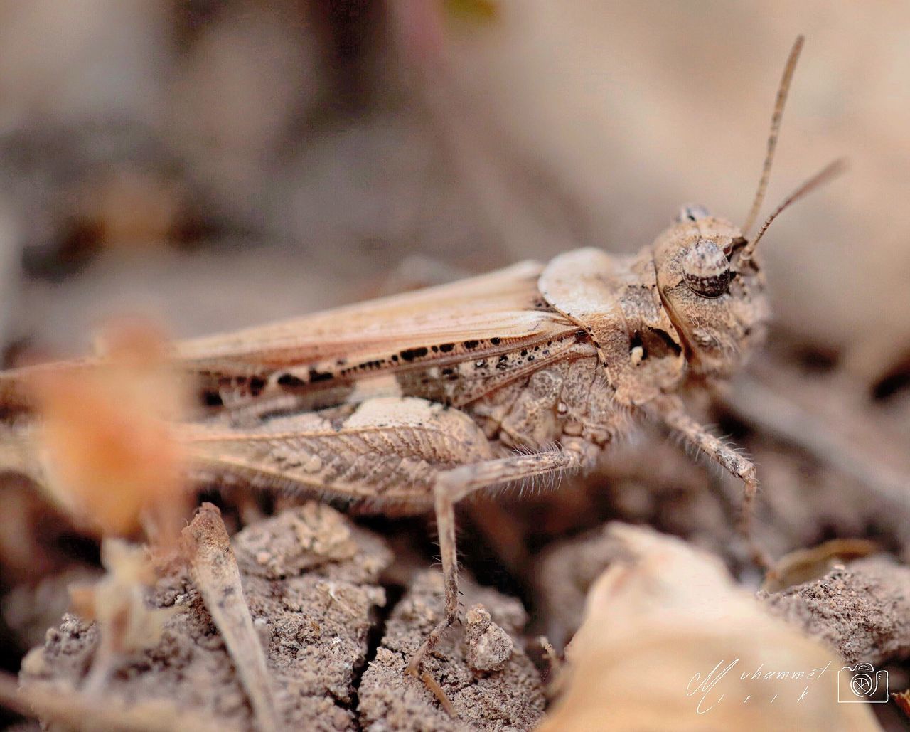 CLOSE-UP OF INSECT ON LEAF