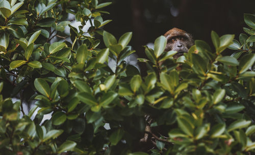 View of monkey on tree