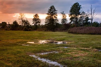 Trees on field against sky during sunset