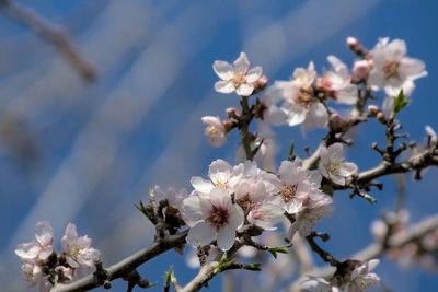 Close-up of cherry blossom