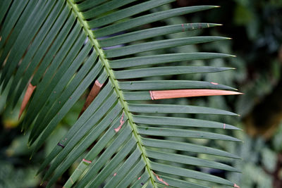 Close-up of fresh green leaves