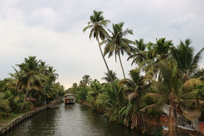 Palm trees by plants against sky