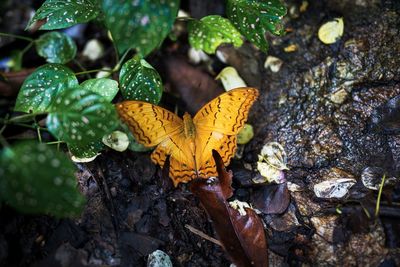 High angle view of butterfly on leaves during autumn